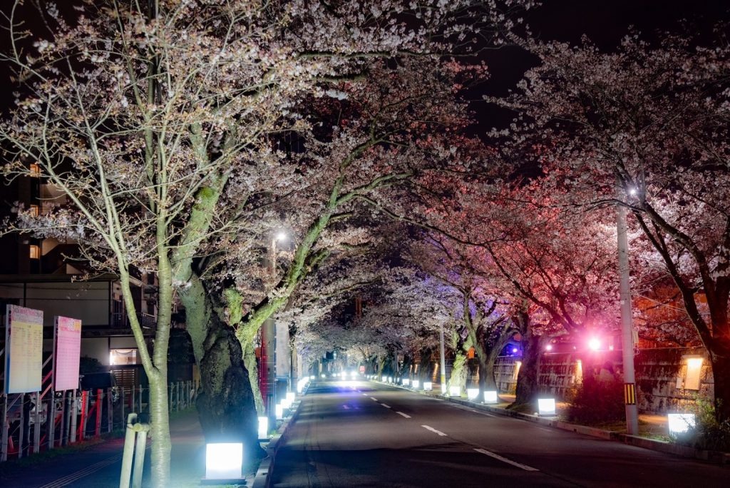越前湊さくら祭2024感動の夜桜イルミネーションと春の味覚を満喫