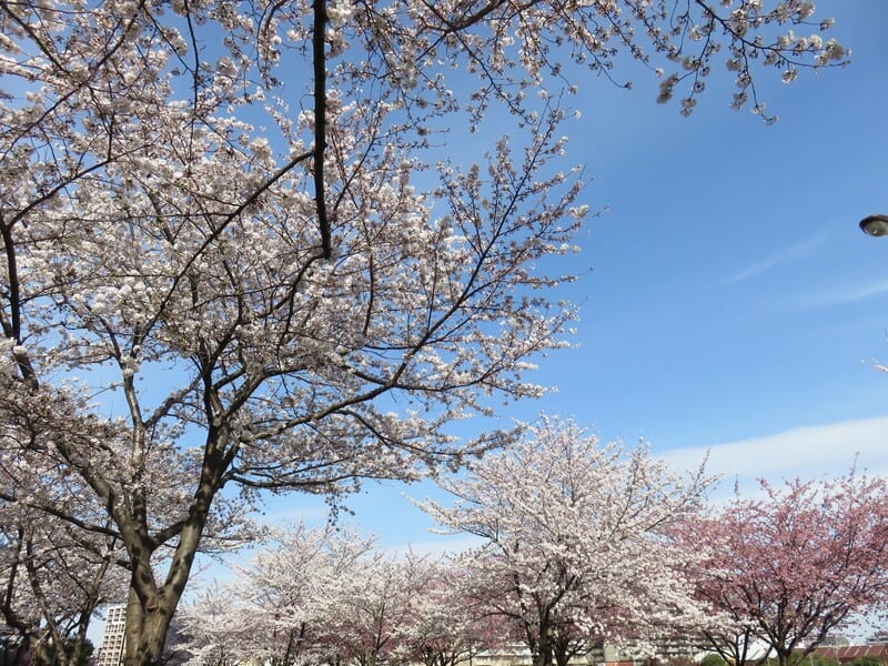汐入公園 桜 見ごろ