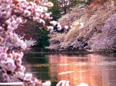 井の頭恩賜公園 桜