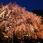 東京の桜の名所といえば？夜桜おすすめスポットTOP5！