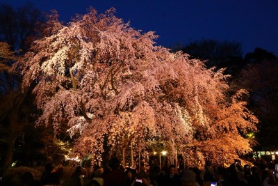 六義園 夜桜