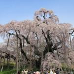 三春滝桜の見ごろ2020年開花時期は？見所お花見情報も紹介！