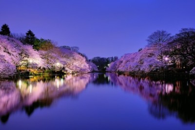 井の頭公園 夜桜