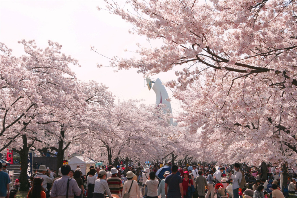 万博記念公園 桜