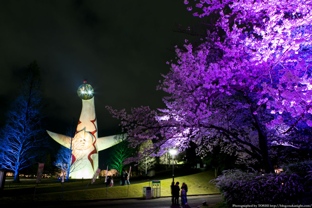 万博記念公園 夜桜