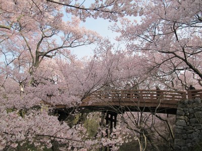 高遠桜 桜雲橋