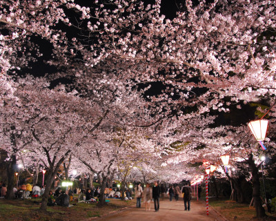 大阪城 西の丸庭園 桜