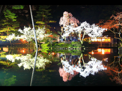 兼六園 夜桜