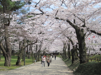 千秋公園 桜