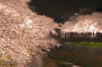 山崎川 夜桜