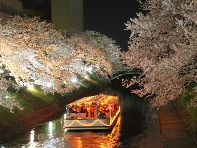 松川公園 夜桜