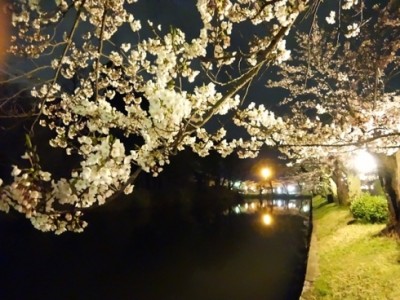 鶴岡公園 夜桜