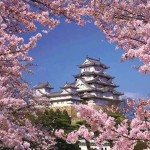 姫路城の桜2020見ごろライトアップはいつから？混雑時期チェック！