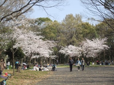 大阪城公園 市民の森 桜