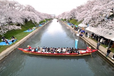 新境川堤の桜