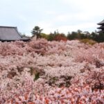 京都桜情報