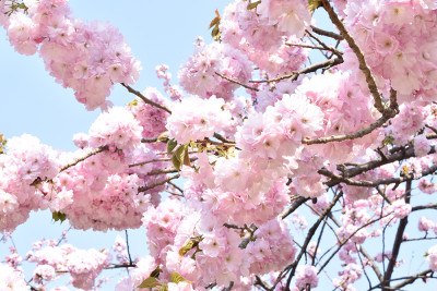 弘前公園 桜