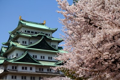 名古屋城 桜