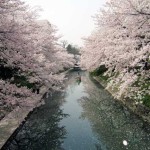松川公園（富山）桜2020開花見ごろは？お花見前にチェック！