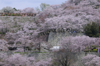 津山城鶴山公園 桜