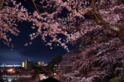 千秋公園 夜桜