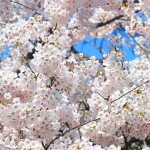 桜の花言葉と由来にはこんな意外な意味が！くわしく説明します