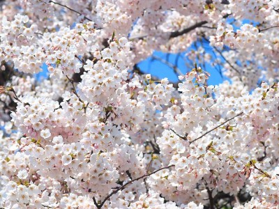 桜の花言葉と由来にはこんな意外な意味が！くわしく説明します