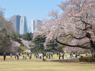 新宿御苑 桜