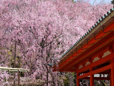 平安神宮 桜