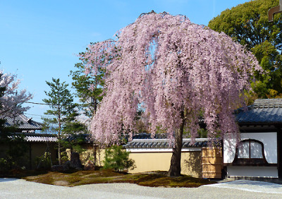 高台寺 桜