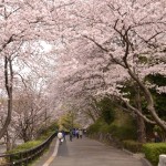 県立三ツ池公園の桜2020開花見ごろは？混雑駐車場情報もチェック！