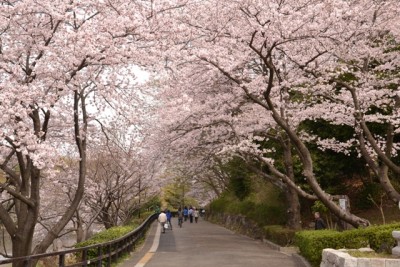 三ツ池公園 桜