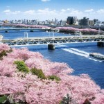隅田公園の桜2020開花状況ライトアップ屋台はいつから？