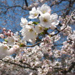 鶴ヶ城公園の桜2020開花状況と夜桜見ごろ駐車場はあるの？