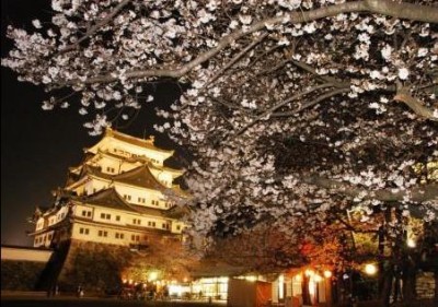 名古屋城 桜