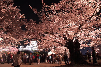 姫路城 夜桜