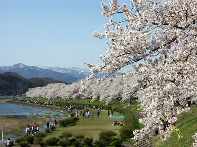 角館 桜