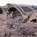 錦帯橋の桜2020開花見ごろライトアップはいつから？