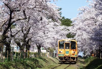 津軽鉄道 桜
