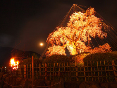 京都 円山公園 夜桜