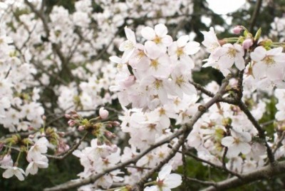 松川公園 桜