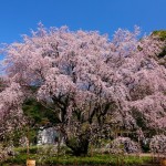 六義園の桜2020開花見ごろライトアップの時間はいつから？