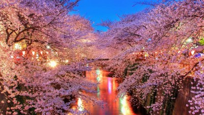 目黒川 夜桜