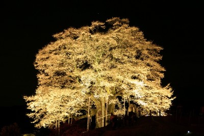 醍醐桜 夜桜
