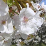 仁和寺の桜2020見ごろ開花予想！アクセス方法や駐車場は？