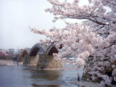 錦帯橋 桜