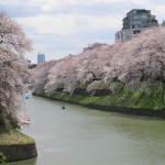 千鳥ヶ淵公園の桜2020開花見ごろライトアップの時間はいつから？