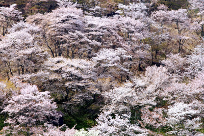 吉野山 桜