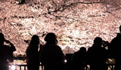 伊豆高原桜並木 ライトアップ