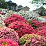 根津神社つつじ祭り2020開花と見ごろは？屋台や駐車場はあるの？